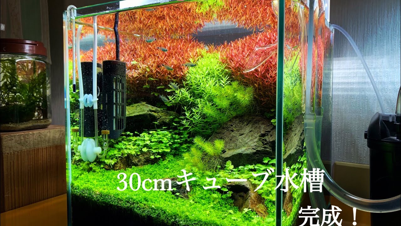 【アクアリウム】30cmキューブ水槽完成！ロタラの森が広がる水槽