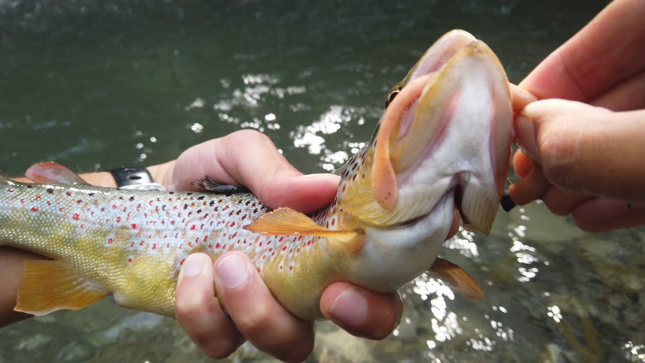 Spinning trota torrente - Sestola a vermone