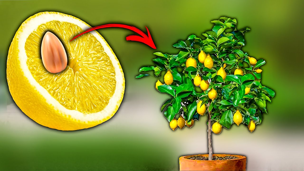 🍋 Planter un CITRONNIER &agrave; partir de P&eacute;pins Chez Soi