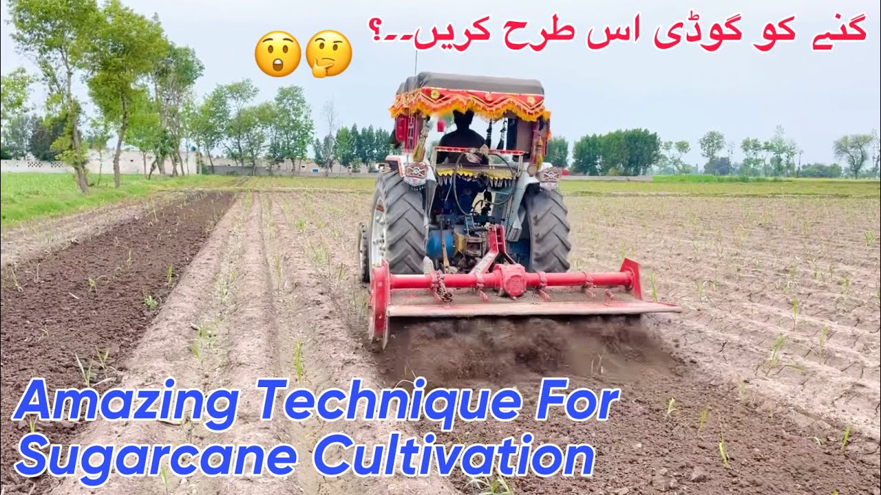 Cultivation In Sugarcane Field with Rotavator