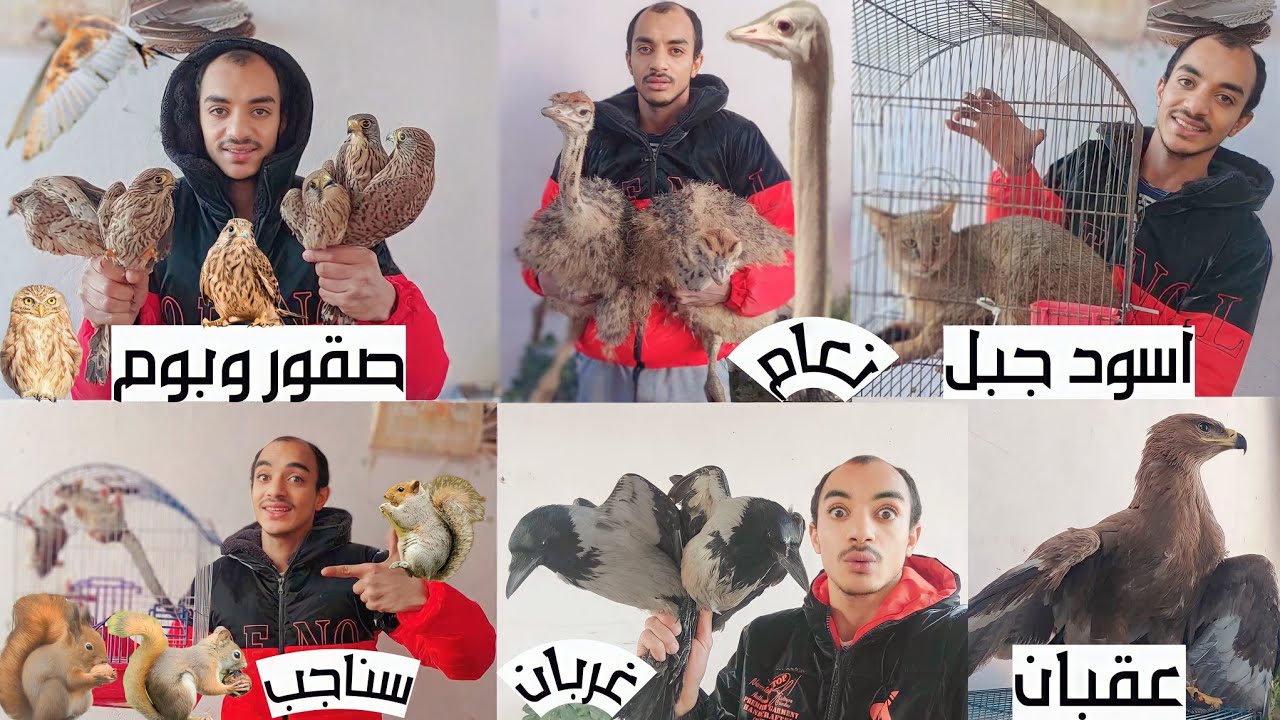 مزرعة إسلام كرم بالاسعار اسود جبل نعام سناجب صقور بوم عقبان سلاحف حرابى تعابين هامستر حدايات غربان و