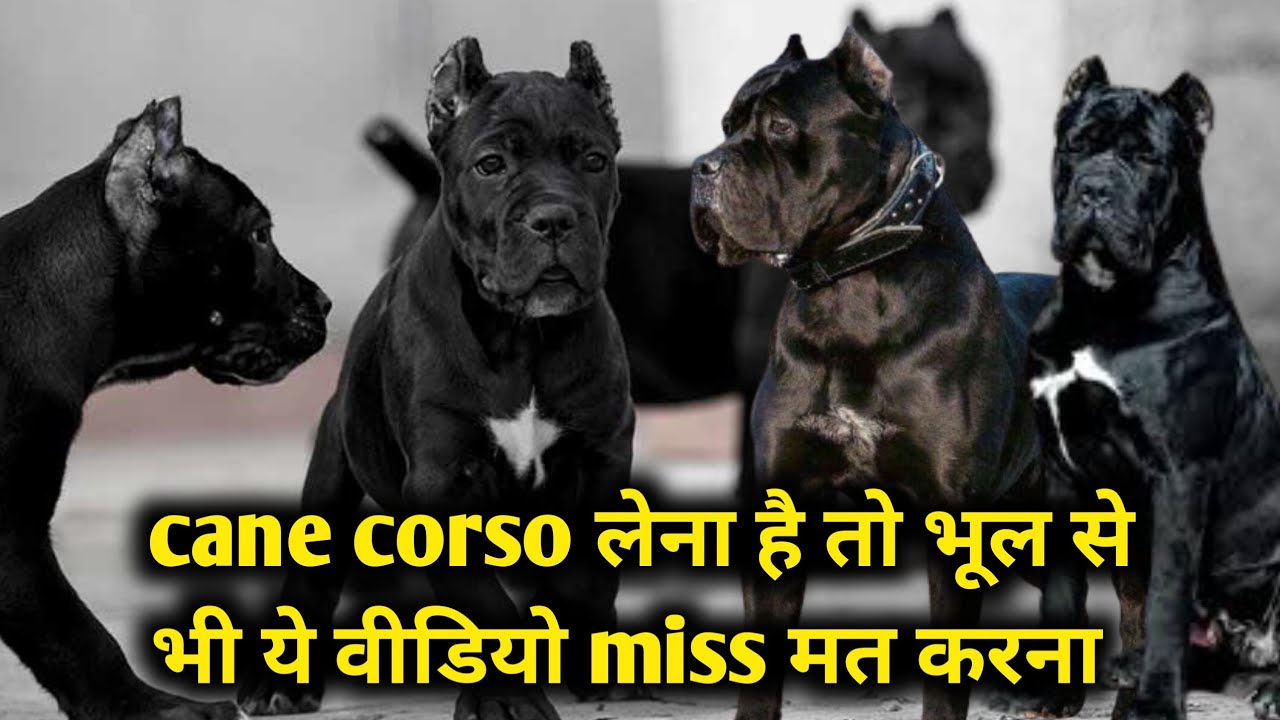 Cane corso लेना है तो ये वीडियो जरूर देख ले | 3 month cane corso for sale