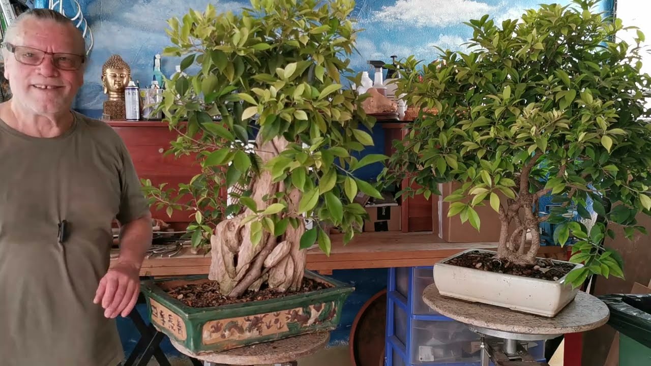 Compartir , 2 bonsai ficus combatir la clorofila y poda .