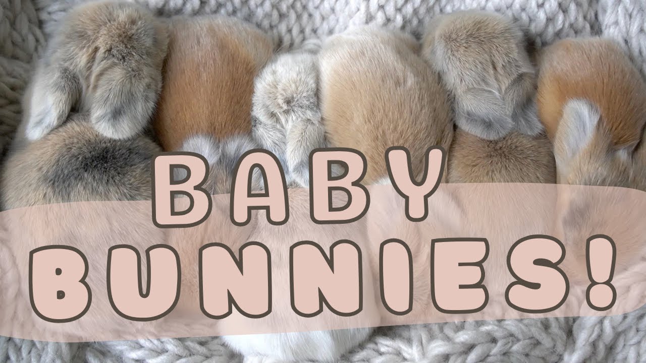Baby Holland Lop Bunnies