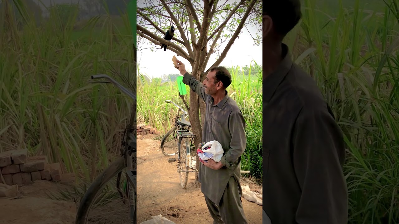 #animals #videoviral #birdsvideo