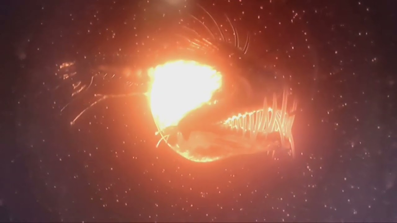 Finding nemo angler fish
