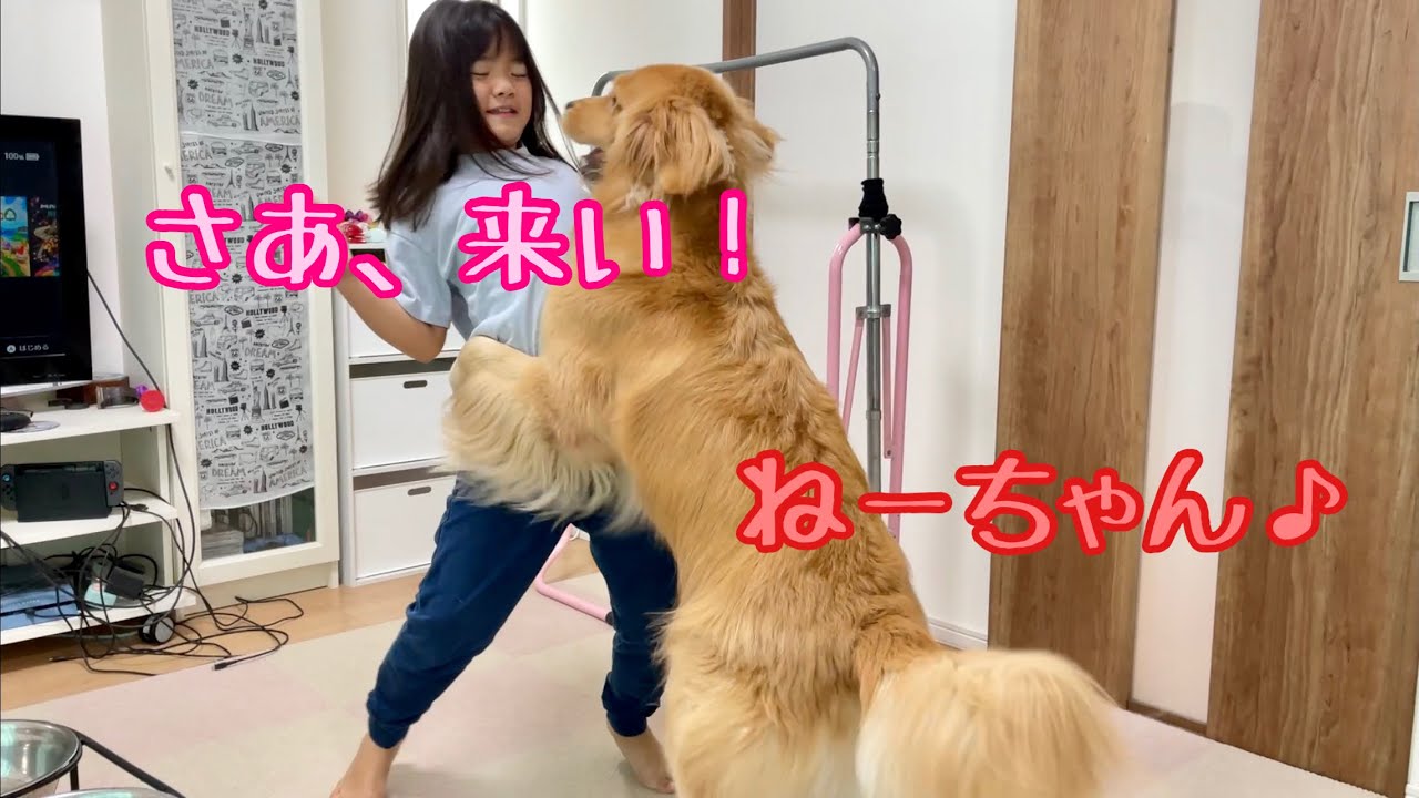 何度もマウントを取りにくる大型犬をサクっと制圧する姉の技術が達人級！ゴールデンレトリバーとミニチュアダックスフンド】