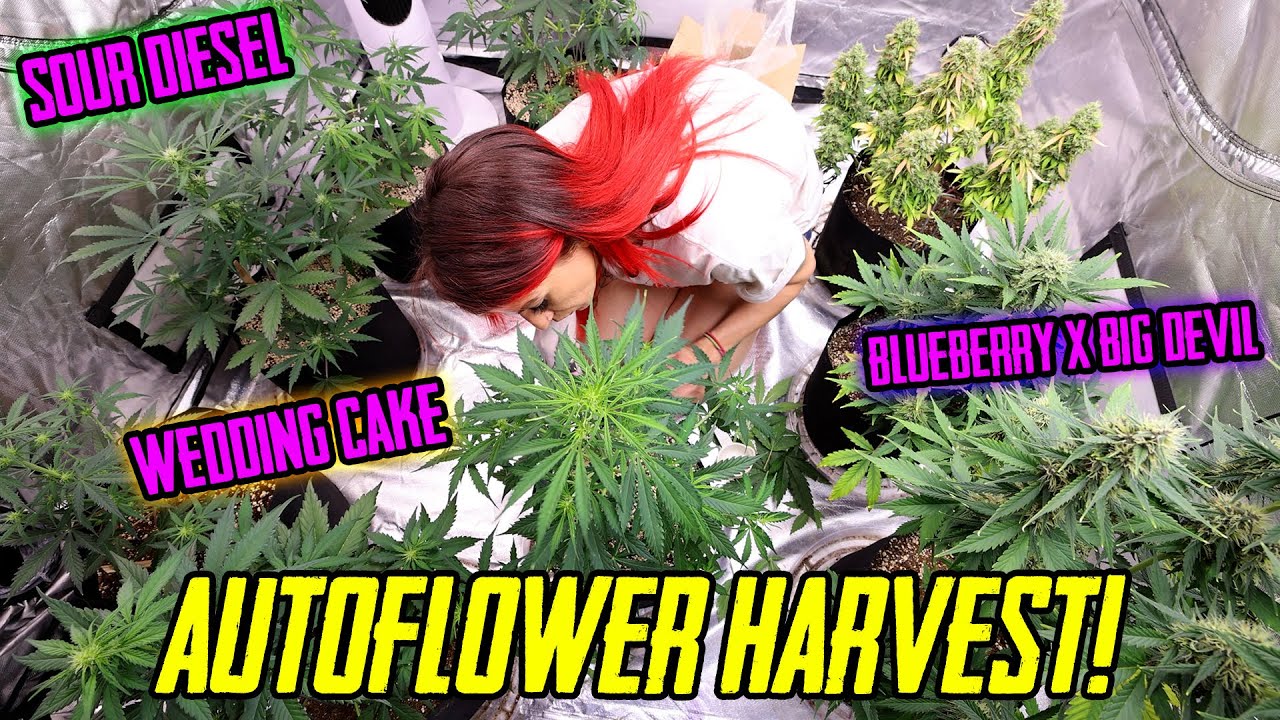5x5 Autoflower Harvest! Wedding Cake, Blueberry X Big Devil, Sour Diesel and White Widow!