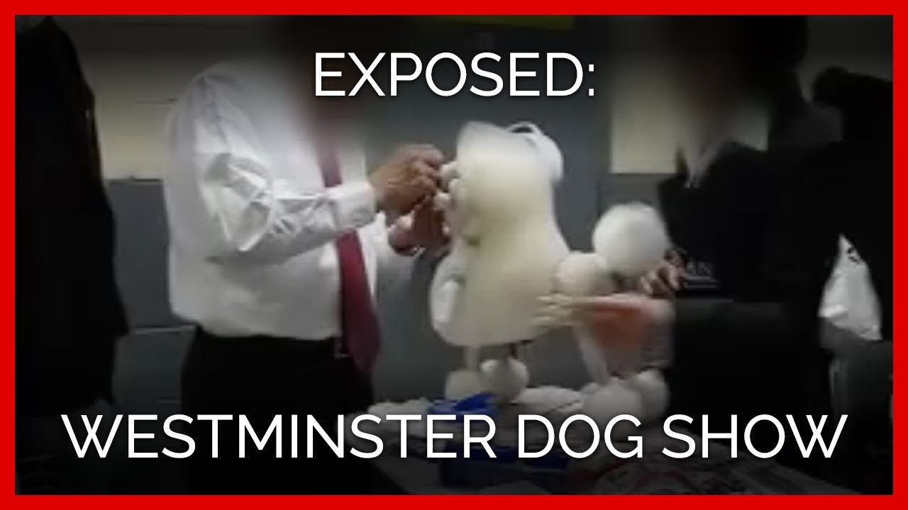 Westminster Dog Show