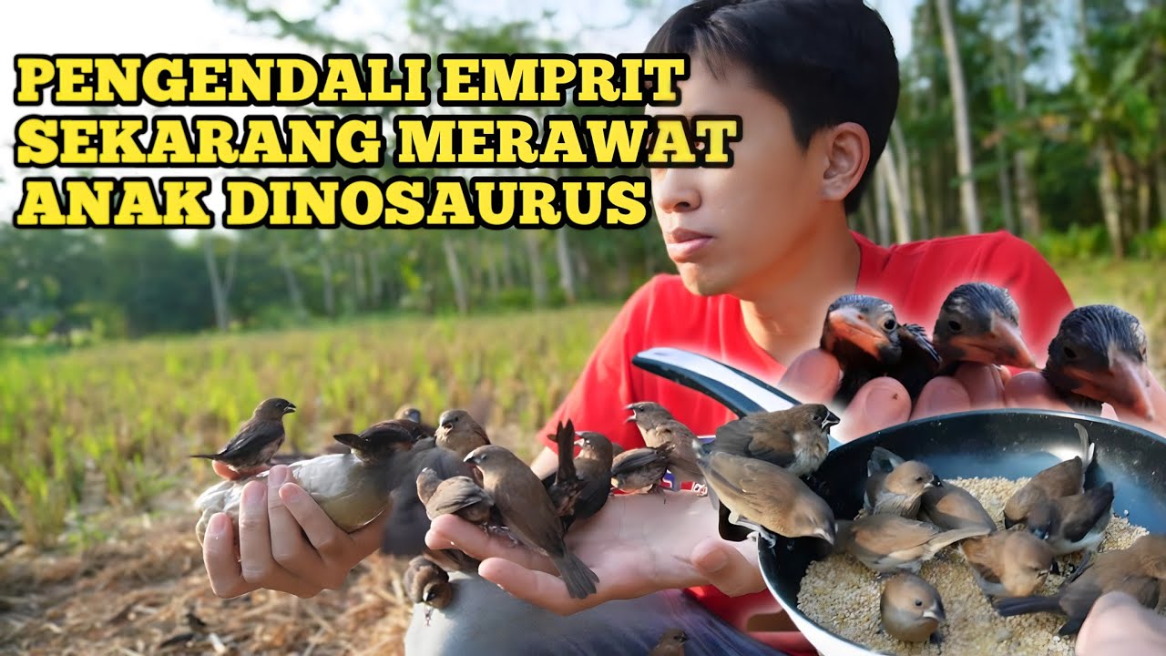 VIRAL - PELIHARA RATUSAN BURUNG EMPRIT DAN BISA JINAK | UNBOXING ANAK BURUNG LANGKA