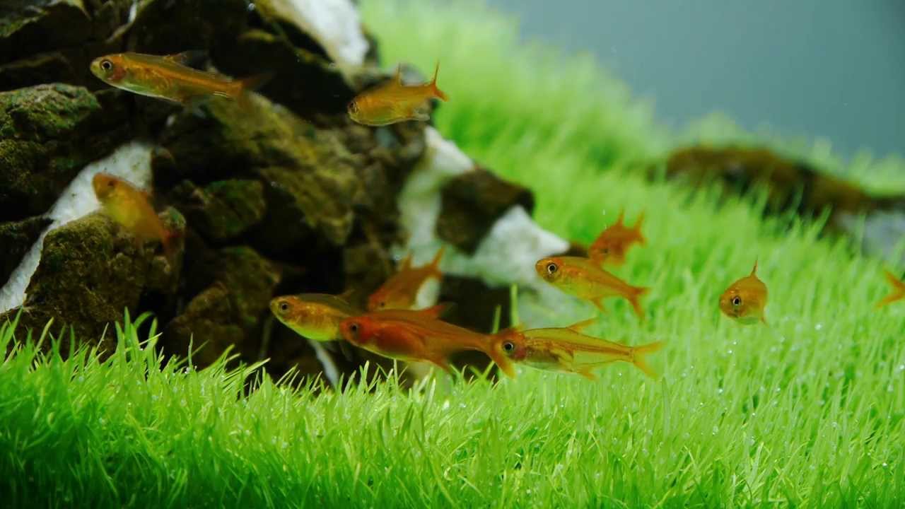 Green Slope | peHa:68
