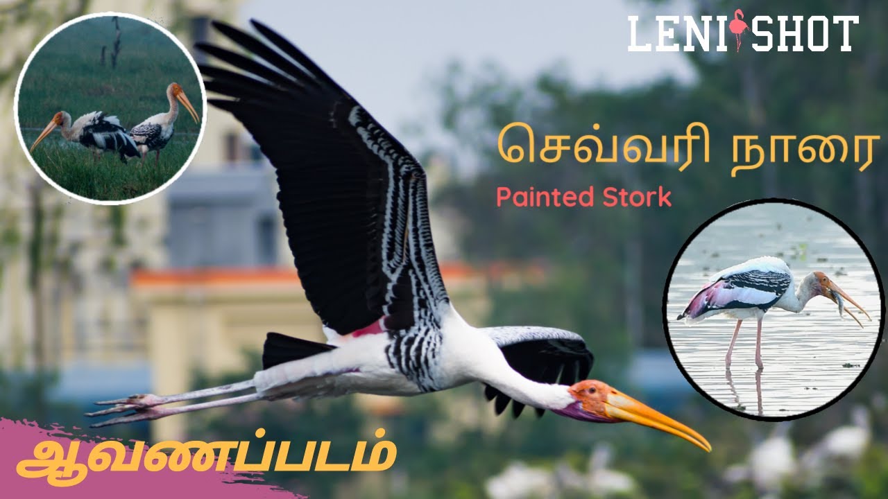 Wildlife Video - Documentary of Painted Stork Nature Study - Wader Bird