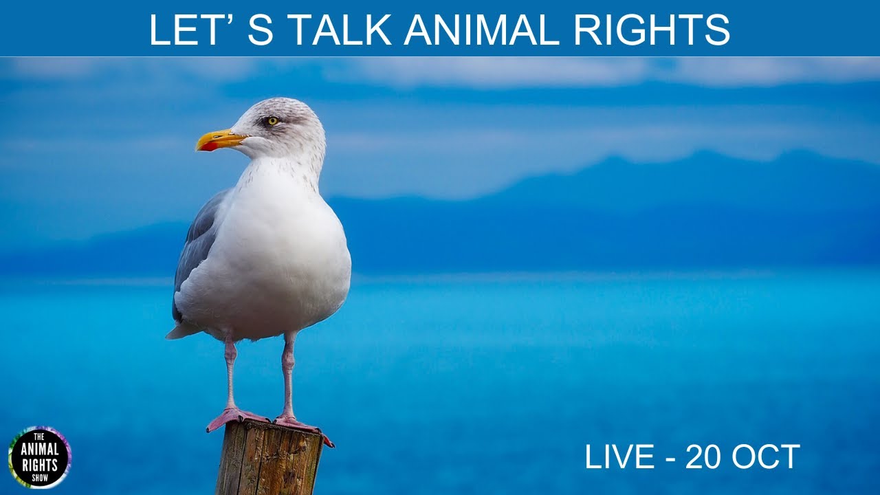 Animal Rights Show | Talking With Vegans