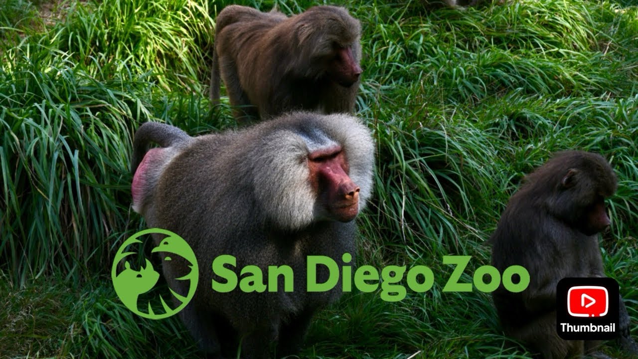 San Diego Zoo Ethiopian Highlands Primates