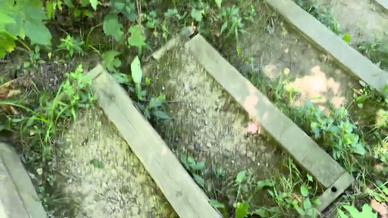 Exploring a Picturesque Forest During the Summer of 2025 ☀️🌄🏞️ #hiking #forest #Ohiotrails