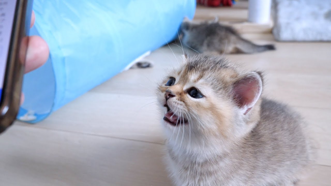 Kitten Lilo said to me, 