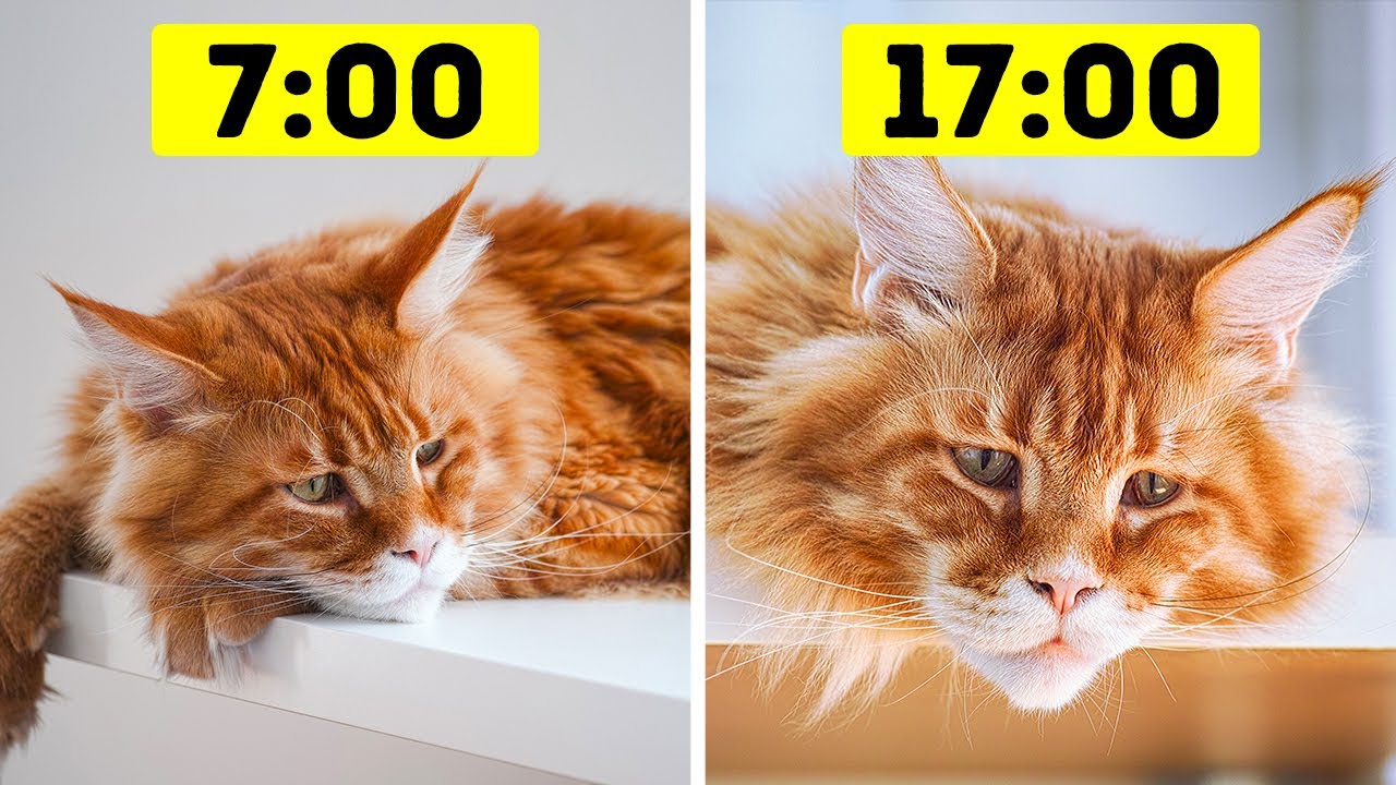 26 Errores peligrosos que los dueños de gatos cometen todo el tiempo
