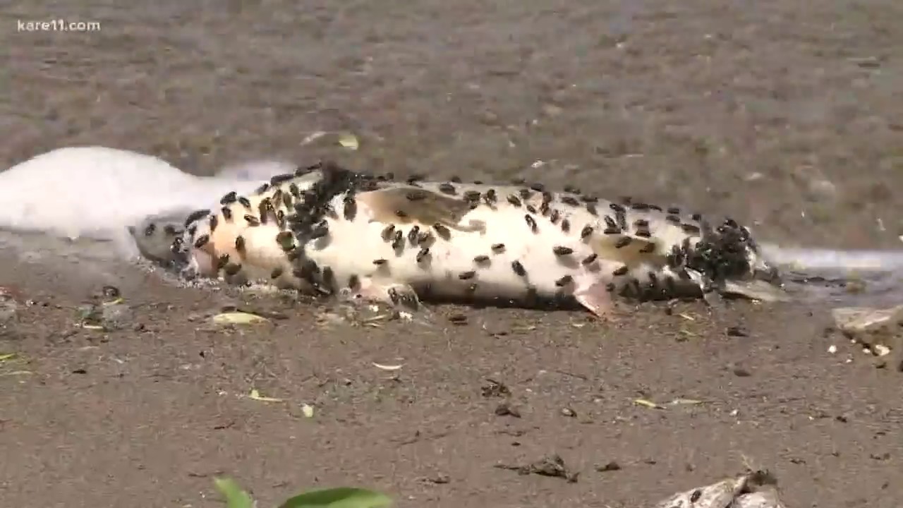 Why are hundreds of dead fish lining Lake Nokomis?