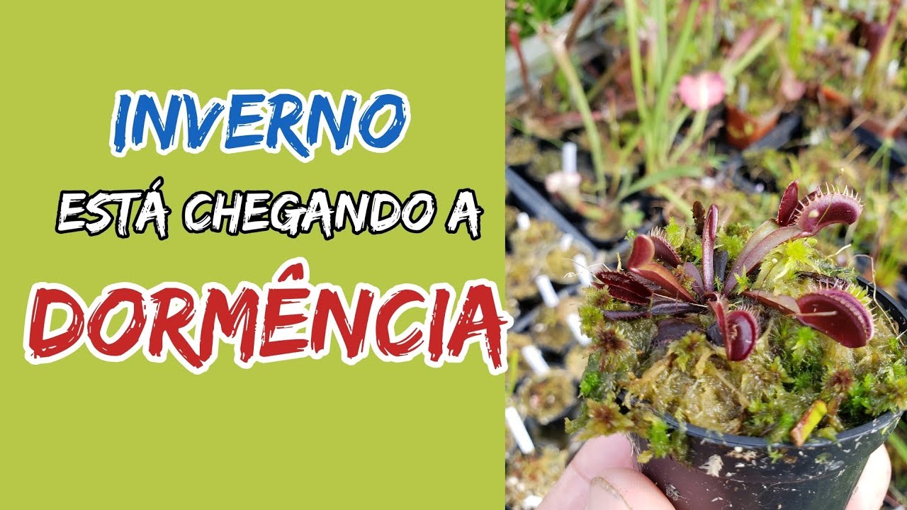 O que é dormência para plantas Carnívoras?