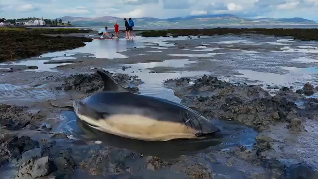 Community and emergency services join forces to rescue two stranded Dolphins on Louth beach