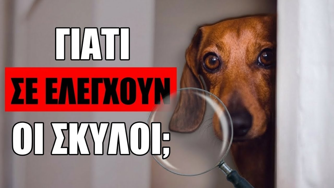 Γιατί Ο Σκύλος Σου Σε Ελέγχει Συνέχεια; 10 Εκπληκτικοί Λόγοι