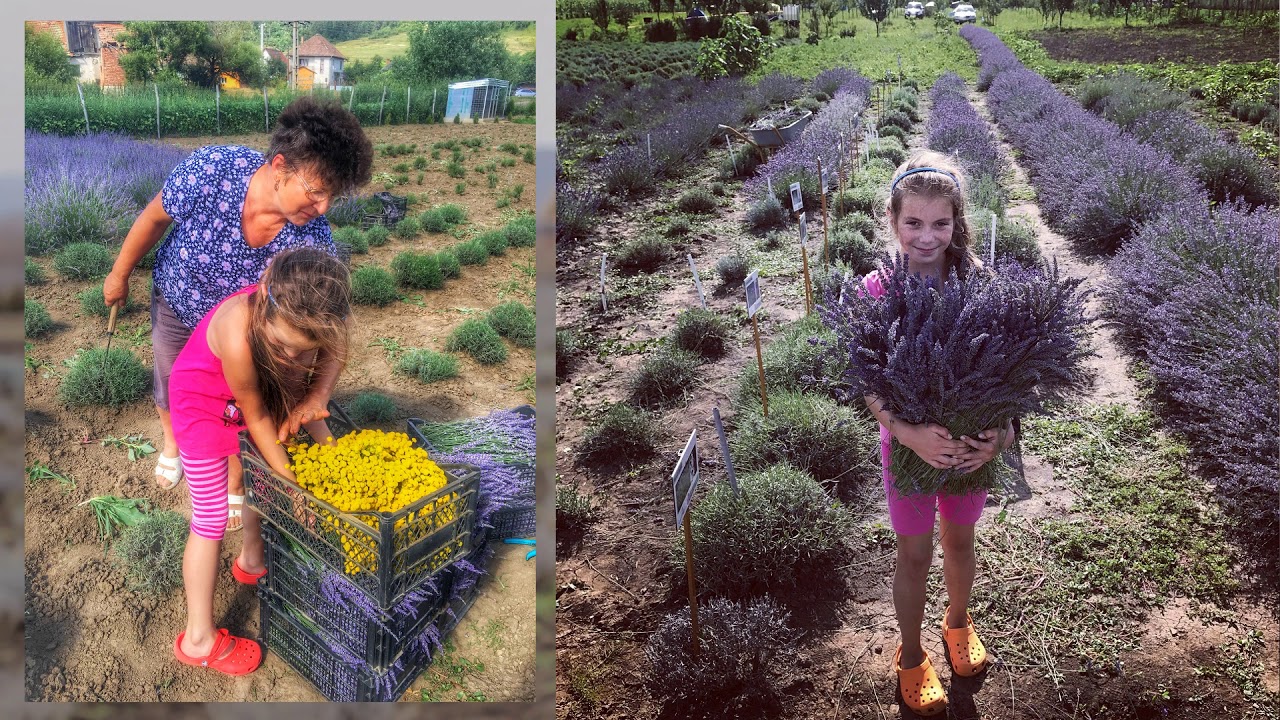 Cultura de lavanda realizata de Anca Serpar