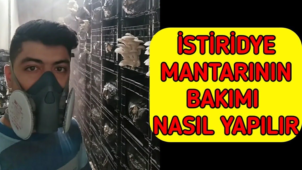 İstiridye Mantarının Bakımı Nasıl Yapılır - İstiridye Mantarı Poşetlerden Nasıl Çıkarılır - Öksürük
