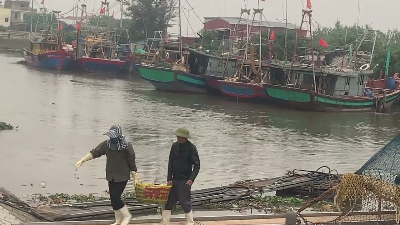 Cá về cảng quần vinh