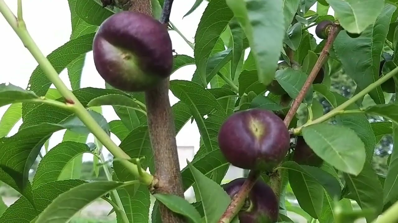 Інжирні персики та нектарини