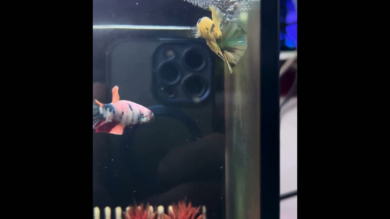 Breeding Bettas first attempt.