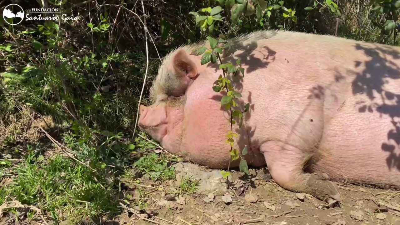 Melisa | ¿Has escuchado alguna vez a un cerdo roncar cuando duerme?