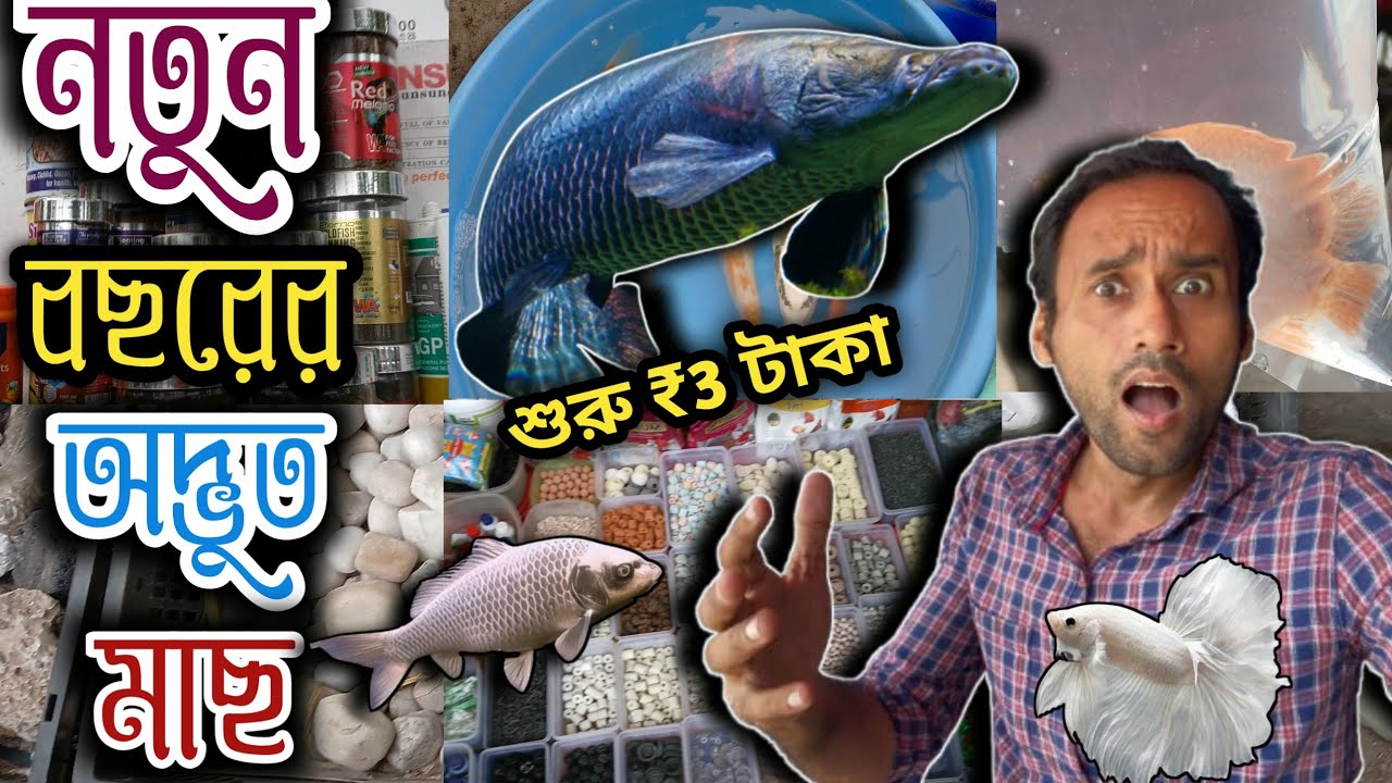 নতুন বছরে নতুন প্রজাপতি aquarium রঙিন মাছ দেখা serampore Pet market  serampore aquarium fish market 