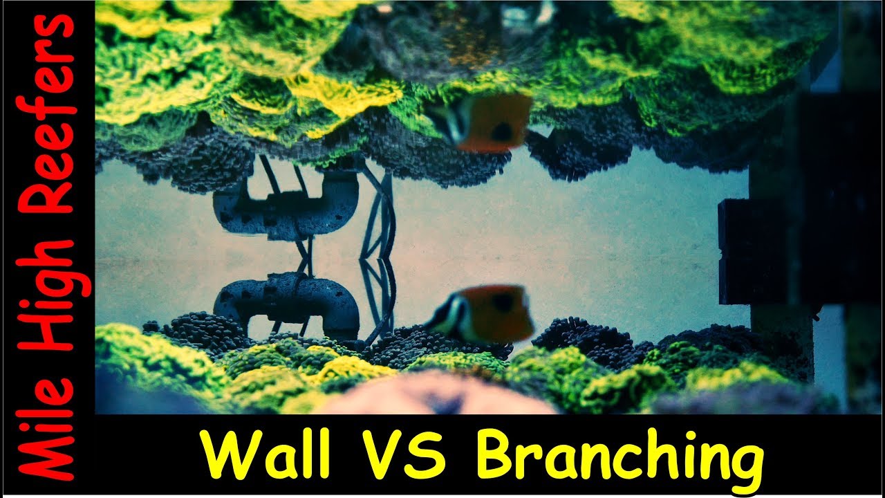 Wall Euphyllia VS Branching