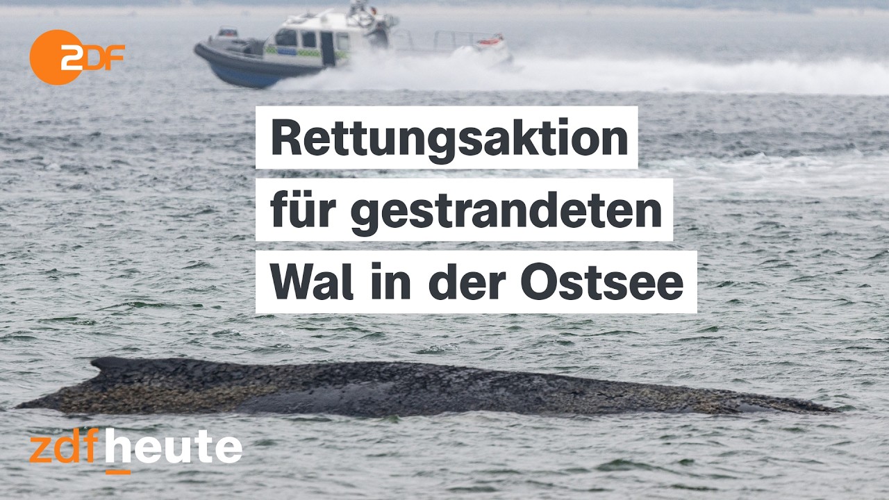 Gestrandeter Wal in der Ostsee - Rettungsaktion mit Baggern