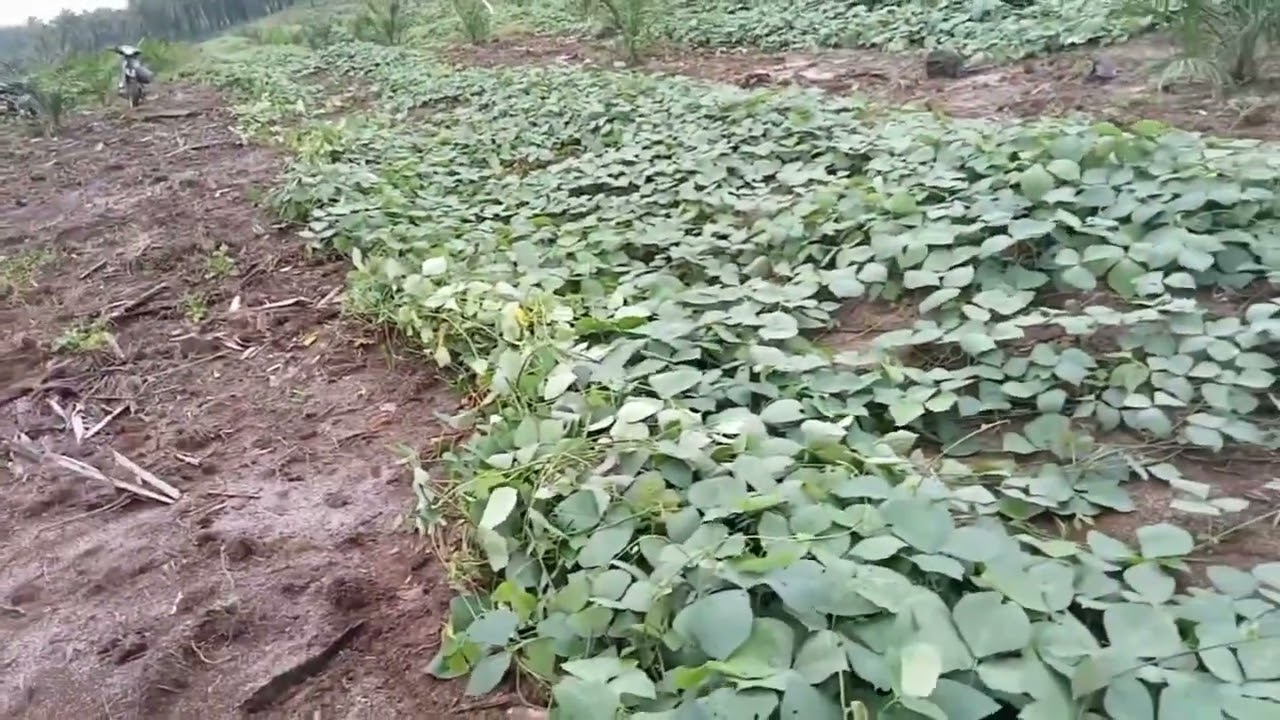 Manfaat Penanaman Mucuna dengan Sistem Jalur !