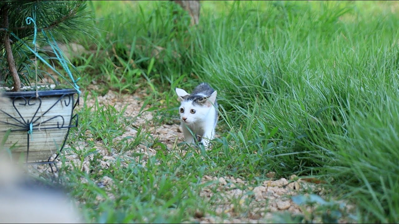 새끼 냥이의 첫 외출. 무서워서 얼어붙은 겁쟁이 쫄병이