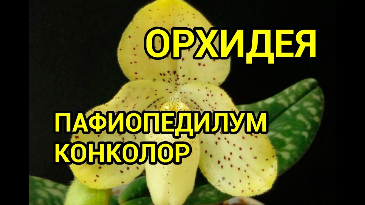 Пафиопедилум Конколор (Paphiopedilum Concolor)