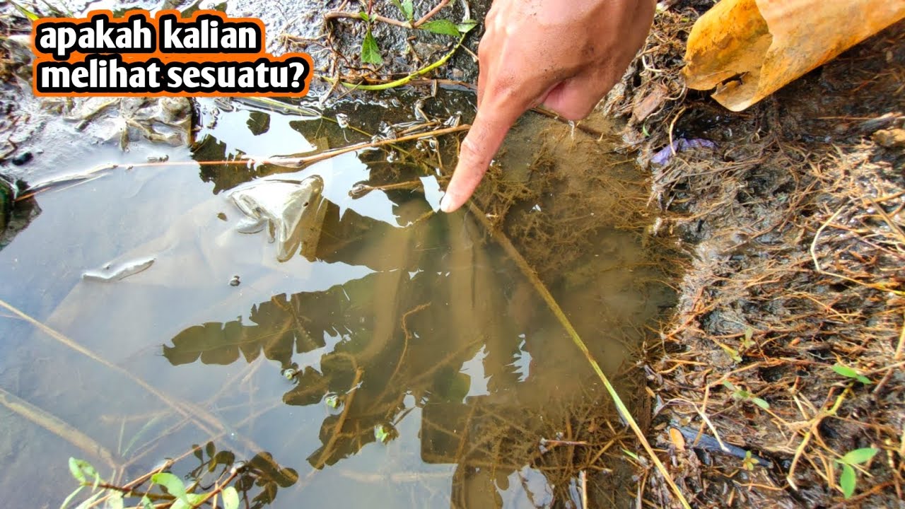 Aku menemukan ikan besar di kubangan sawah 