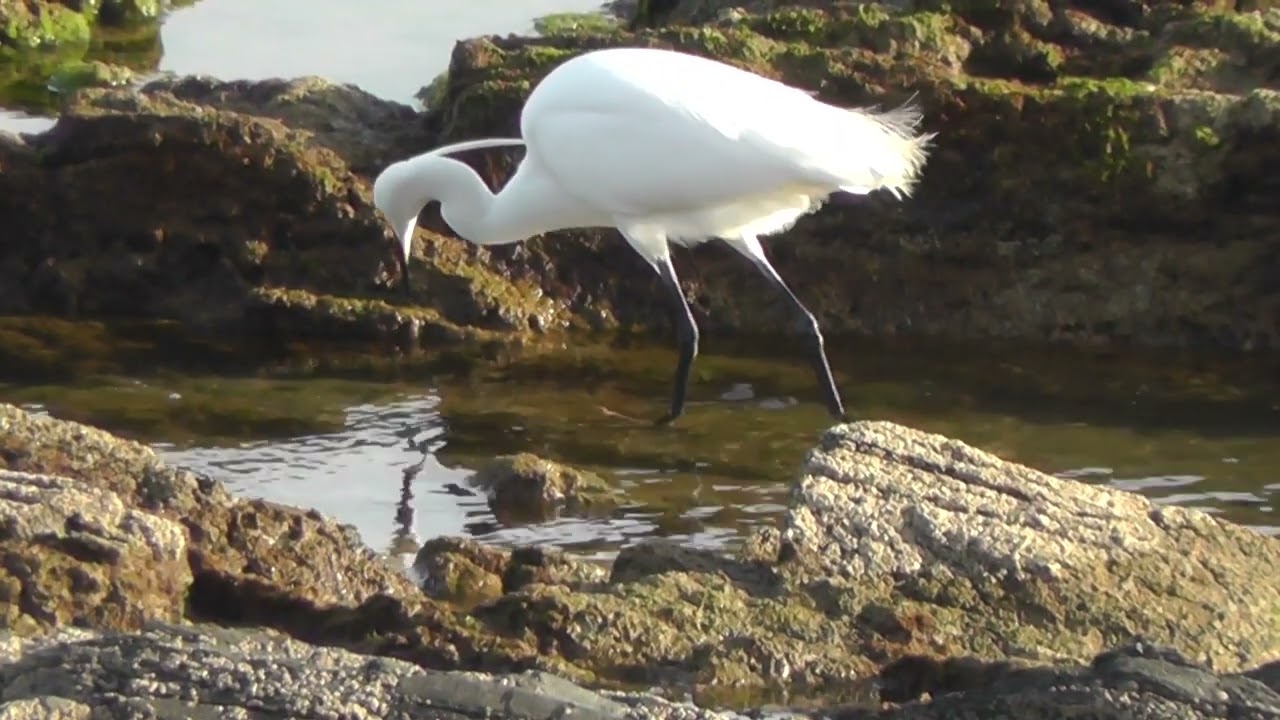 Birds of Britain and Europe - 18 - The Little Egret