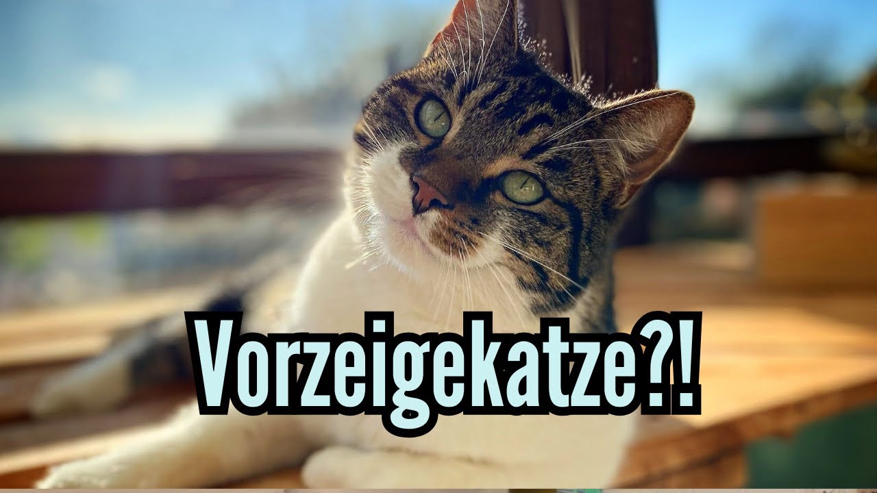 Alle Katzen schlafen außer Bali, der Räumt den Schrank aus 😂 und Wurmi hat aus der 🚽 getrunken 😱