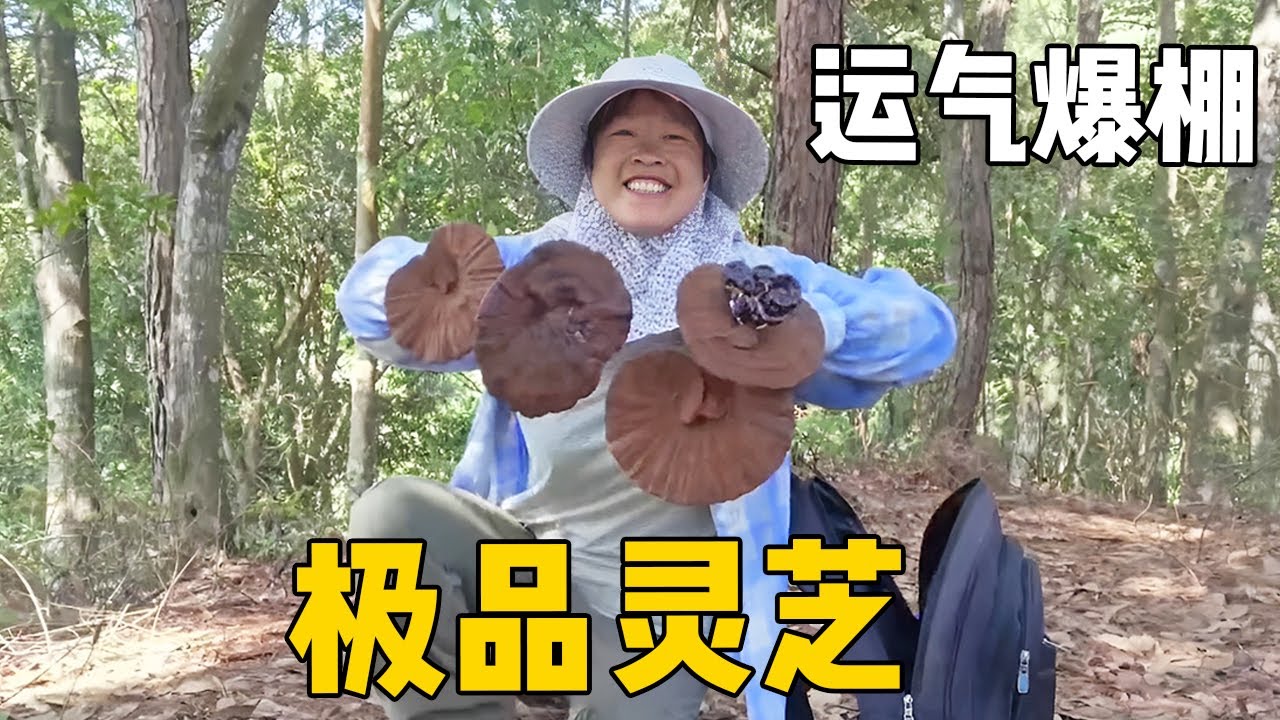 火辣辣的太陽，老羅小曾一早到深山老林采野生靈芝，靈芝越來越老了#侗家老羅