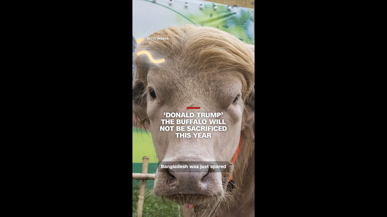 &lsquo;Donald Trump&rsquo; the buffalo will not be sacrificed this year