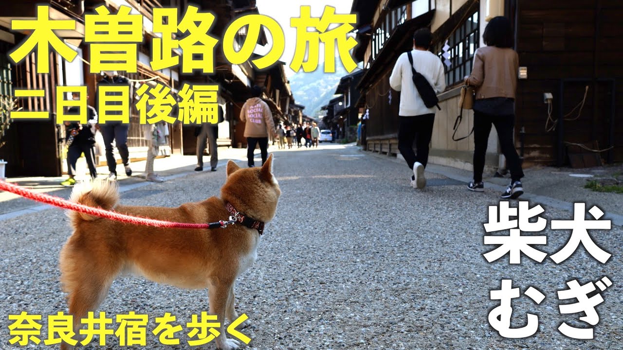 【柴犬むぎ】木曽路の旅二日目後編！奈良井宿を巡る