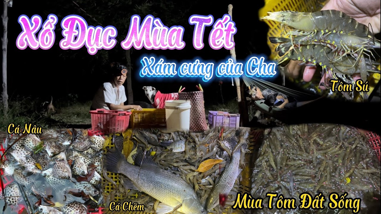 Xổ Đục Mùa Tết - Mùa Tôm Đất Sống / Xám nịnh Cha xin đồ ăn,Mâu ngủ mê không chịu phụ xổ đục.
