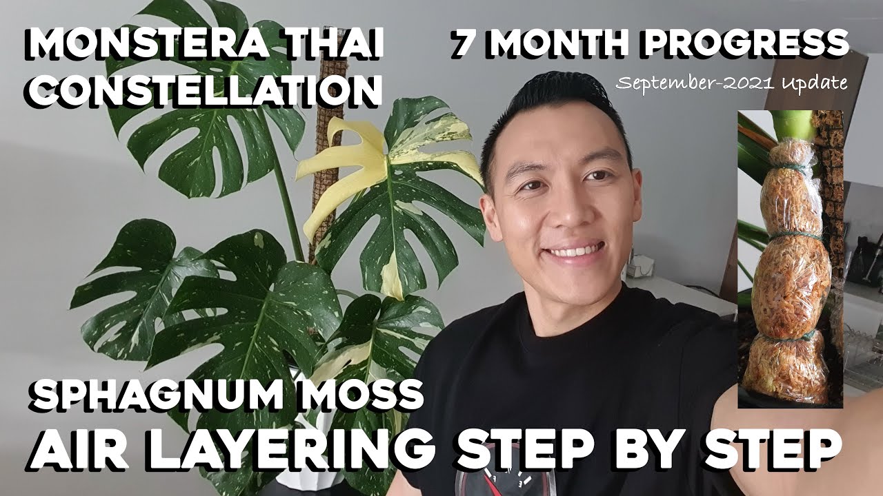 Monstera Thai Constellation | Sphagnum Moss Air Layering Step by Step