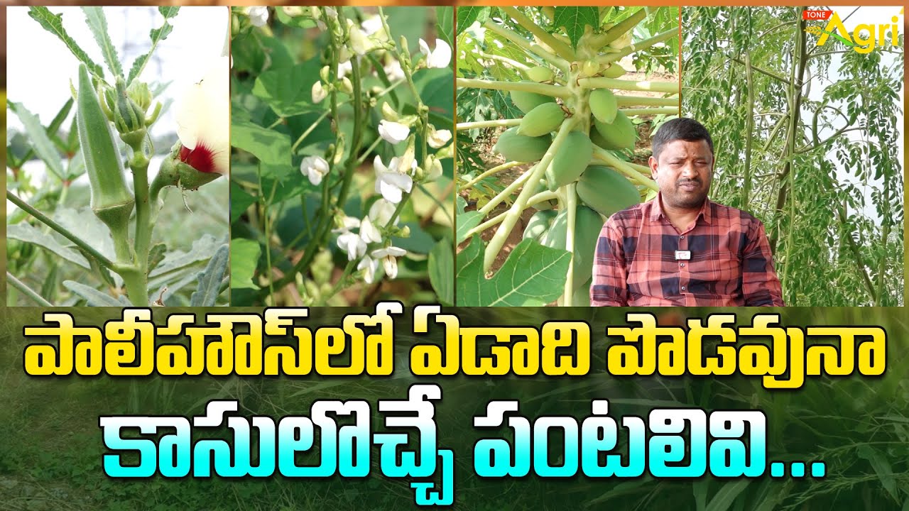 Polyhouse Vegetable Farming Advantages | పాలీహౌస్‌లో ఏడాది పొడవునా కాసులొచ్చే పంటలివి..? Tone Agri