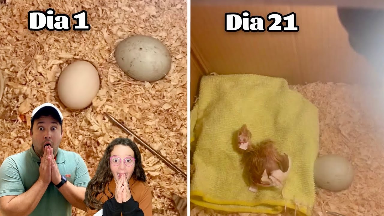 CHOCAMOS 2 OVOS SEM SABER DE QUE &Eacute;! VEJAM O QUE SAIU DE DENTRO!