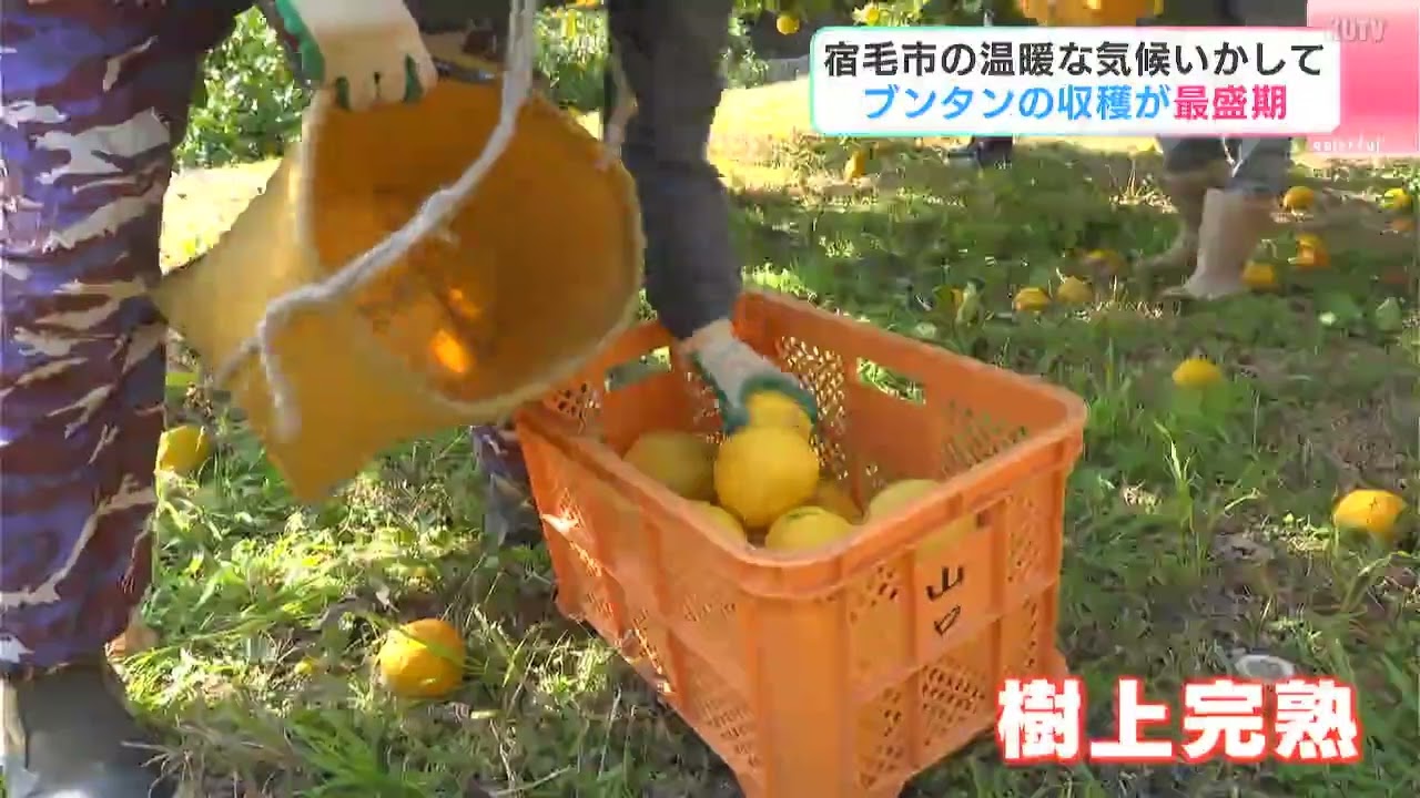 “冬のフルーツ”樹上完熟栽培の「文旦」が収穫の最盛期　今年は「当たり年」、1月末まで収穫が続く【高知・宿毛】
