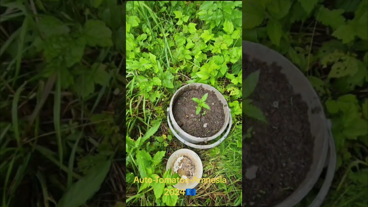 Europe Cannabis Grow 2024 (Auto-Amnesia) #tatra #farming #europe #cannabiseducation #fyp #420 #reels