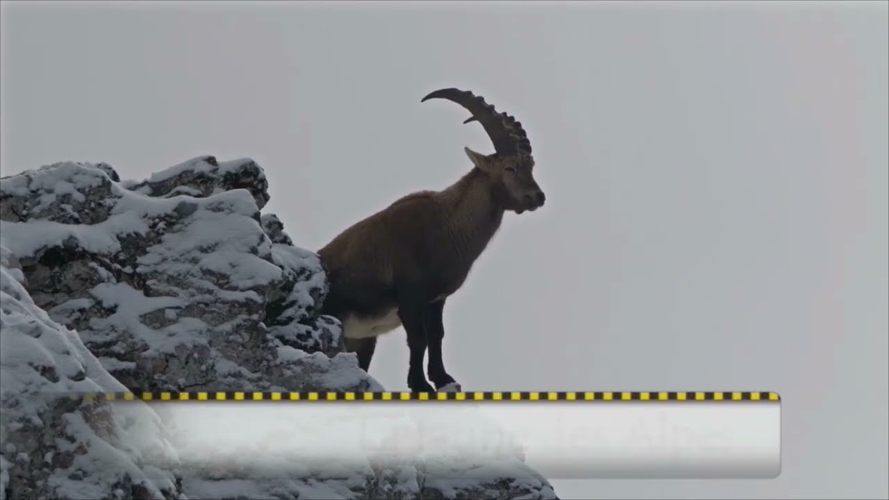 La faune des Alpes